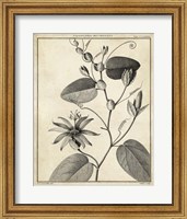 Framed Passiflora VI