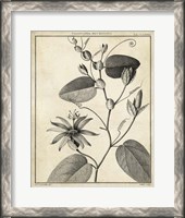 Framed Passiflora VI