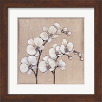 Framed White Orchid II