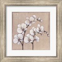 Framed White Orchid II