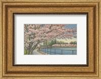 Framed Cherry Blossoms, Potomac Park