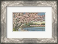 Framed Cherry Blossoms, Potomac Park