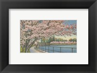 Framed Cherry Blossoms, Potomac Park