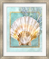 Framed Scallop Shell and Coral