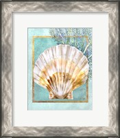 Framed Scallop Shell and Coral