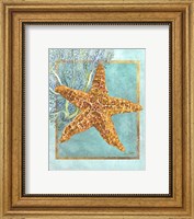 Framed Starfish and Coral