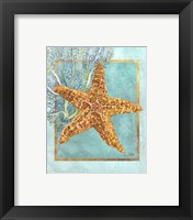 Framed 'Starfish and Coral' border=