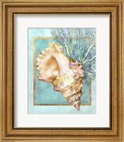 Framed 'Conch Shell and Coral' border=