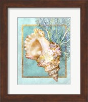 Framed Conch Shell and Coral