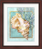 Framed Conch Shell and Coral