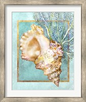 Framed Conch Shell and Coral