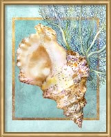 Framed 'Conch Shell and Coral' border=