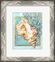 Framed Conch Shell and Coral