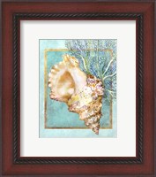 Framed Conch Shell and Coral