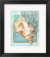 Framed Conch Shell and Coral