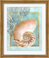 Framed Nautilus Shell and Coral