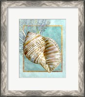 Framed 'Turban Shell and Coral' border=