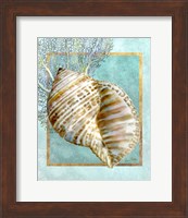 Framed 'Turban Shell and Coral' border=