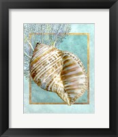 Framed 'Turban Shell and Coral' border=