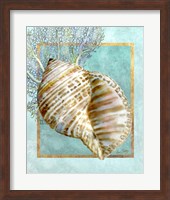 Framed Turban Shell and Coral