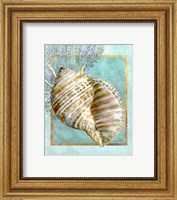 Framed Turban Shell and Coral