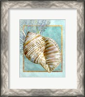 Framed Turban Shell and Coral