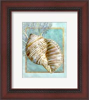 Framed Turban Shell and Coral