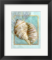 Framed Turban Shell and Coral