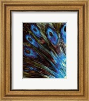 Framed Feather II