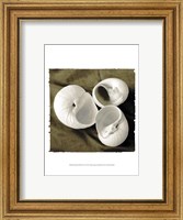 Framed Equalized Shell Trio II