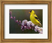 Framed Goldfinch Flowers