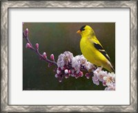 Framed Goldfinch Flowers