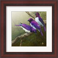 Framed African Starlings