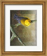 Framed Prothonotary