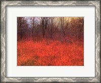 Framed Red Grass I