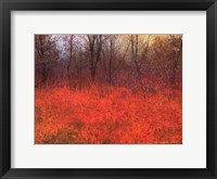 Red Grass I Framed Print