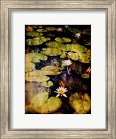 Framed Lily Ponds VIII