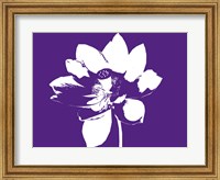 Framed Lilly on Purple