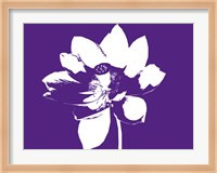 Framed Lilly on Purple