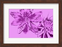 Framed Pink Anemone