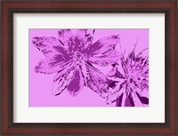 Framed Pink Anemone