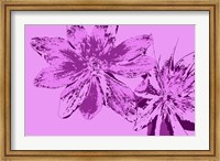 Framed Pink Anemone