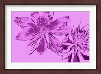 Framed Pink Anemone