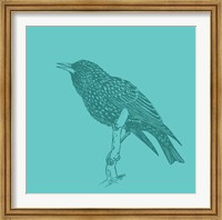 Framed Starling