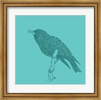 Framed Starling