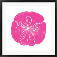 Framed Pink Sand Dollar