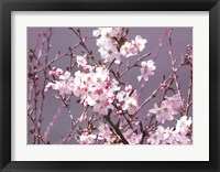 Framed Spring Blossom - Pink
