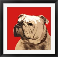 Framed British Bulldog, Red
