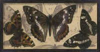Framed Bold Butterfly Panel II