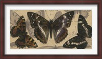 Framed Bold Butterfly Panel II